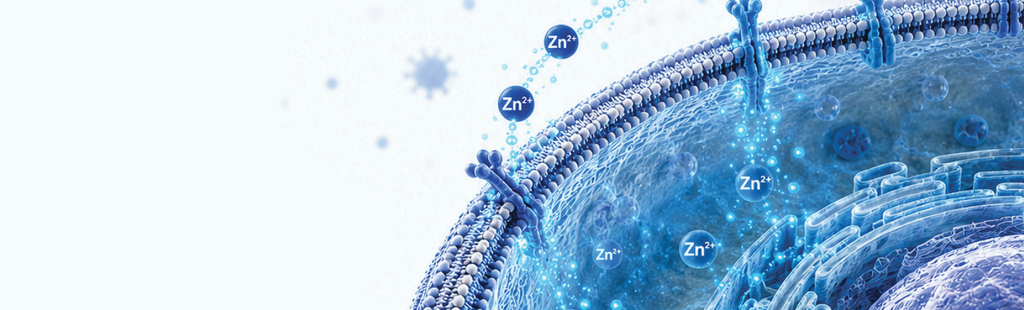 Illustration of a cell membrane with zinc ions (Zn2+) highlighted, zinc supplement