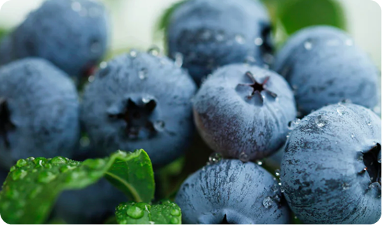 Quercetin (500mg)
